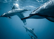 拜仁在米勒门上演五球屠杀,刷新德甲单赛季进球纪录